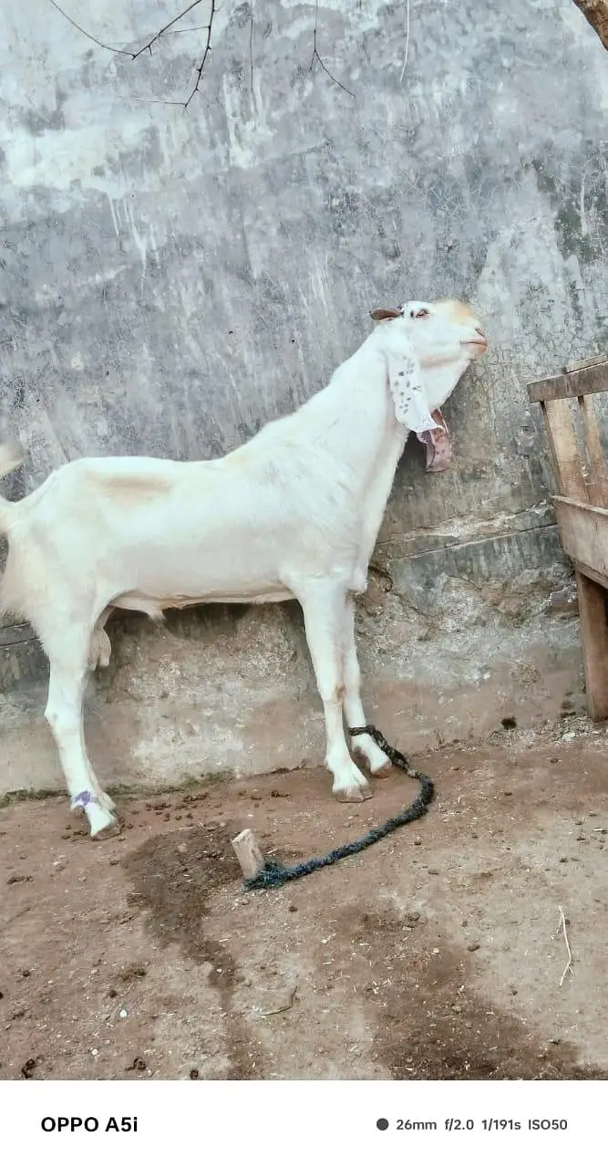 Desi Bakray for Sale – Breeding & Qurbani Purpose — photo 4