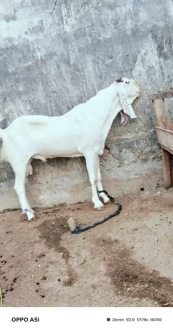 Desi Bakray for Sale – Breeding & Qurbani Purpose — photo 6