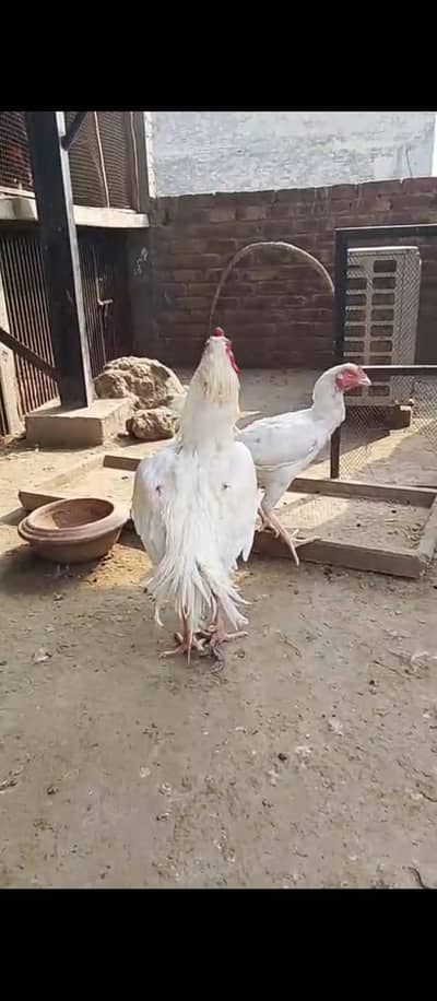 high quality heera pair