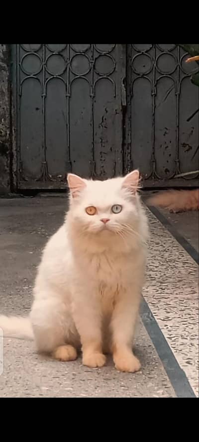 Persian cat for sale