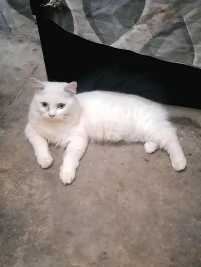 For Sale old Eyes Triple coat Persian Male