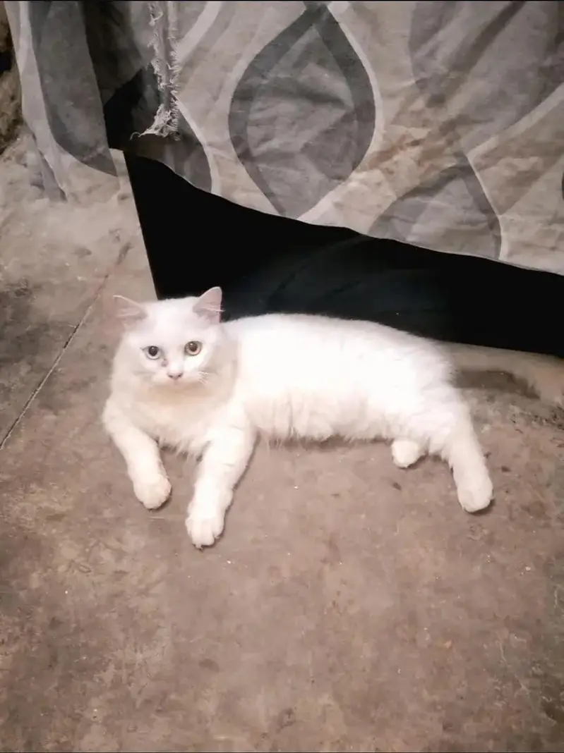 For Sale old Eyes Triple coat Persian Male — photo 2