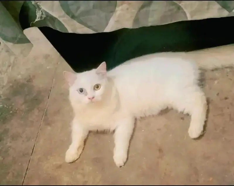 For Sale old Eyes Triple coat Persian Male — photo 3