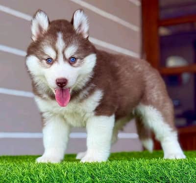 Siberian Husky vaccination Letter 3 month age 3 code mein