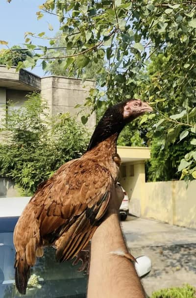 aseel hen mianwali