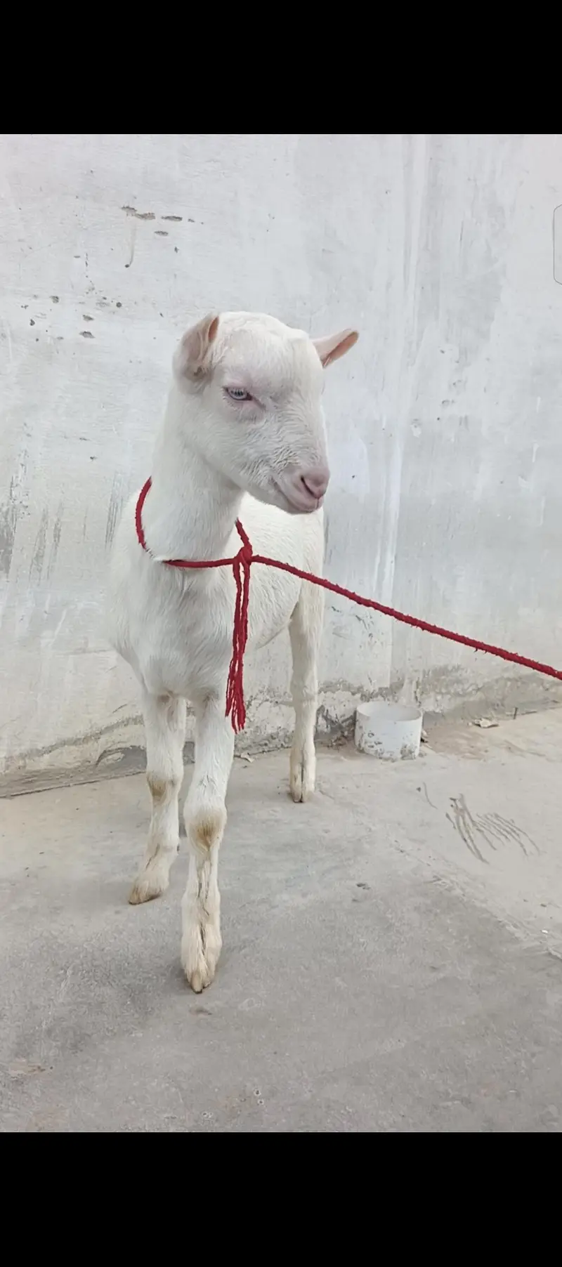 Russian teddy white eyes top quality full pink — photo 6