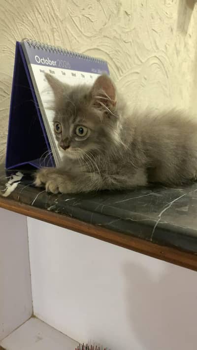 Kitten for sale