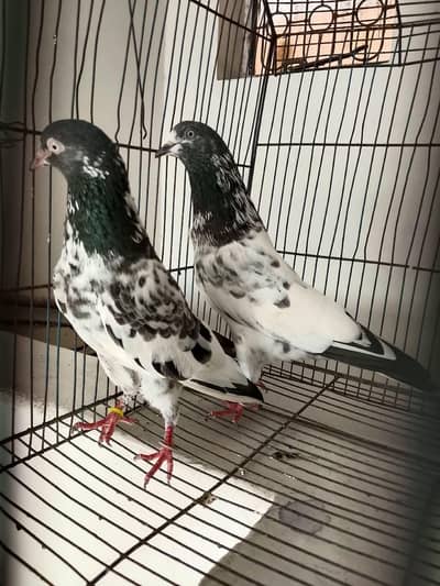 breeder teddy pair . . . and 1 golden femail available
