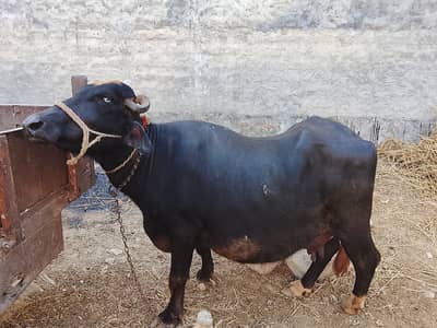 Ya dosra soya CHOTI ha