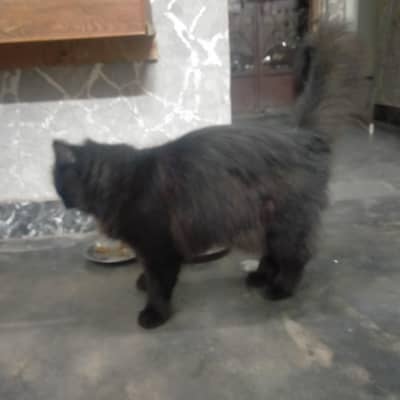Persian cat