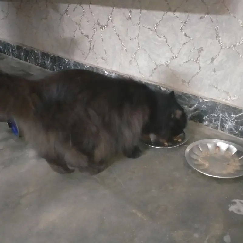 Persian cat — photo 2