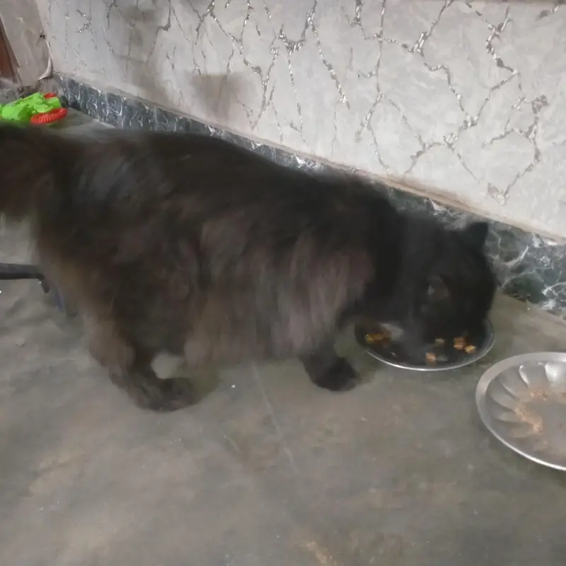 Persian cat — photo 3