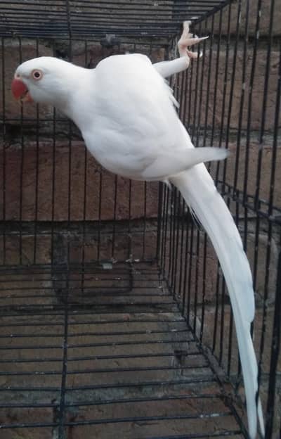 White Ring Neck Breeder Male