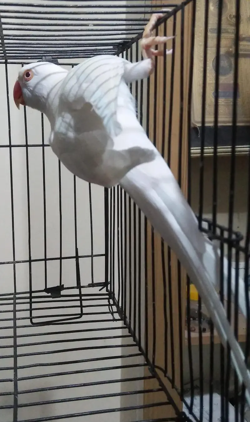 White Ring Neck Breeder Male — photo 2