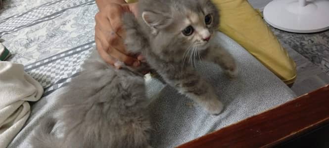 Persian kitten for sale