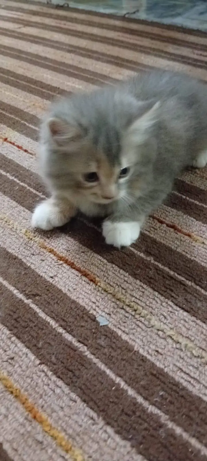Persian kitten for sale — photo 3