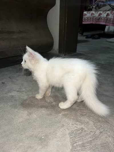 Persian Female kitten 2months