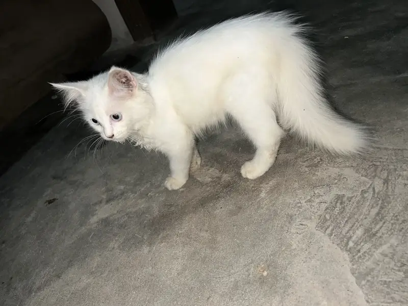 Persian Female kitten 2months — photo 2