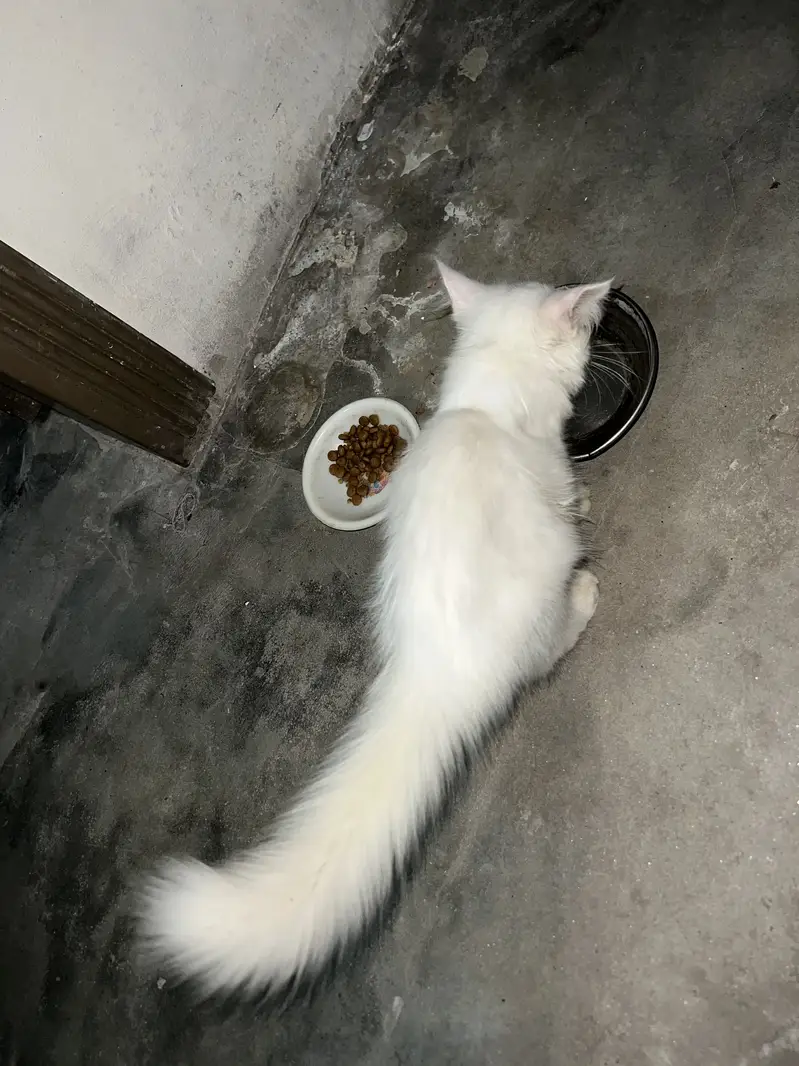 Persian Female kitten 2months — photo 3