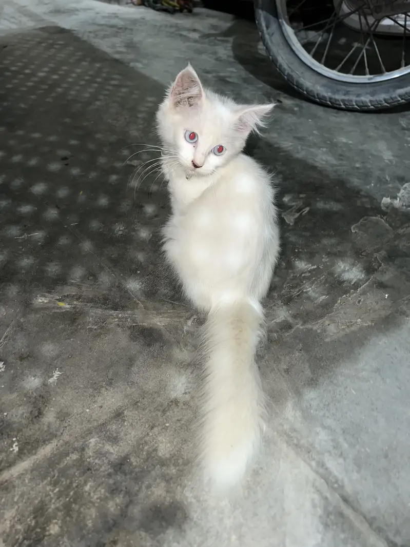 Persian Female kitten 2months — photo 4