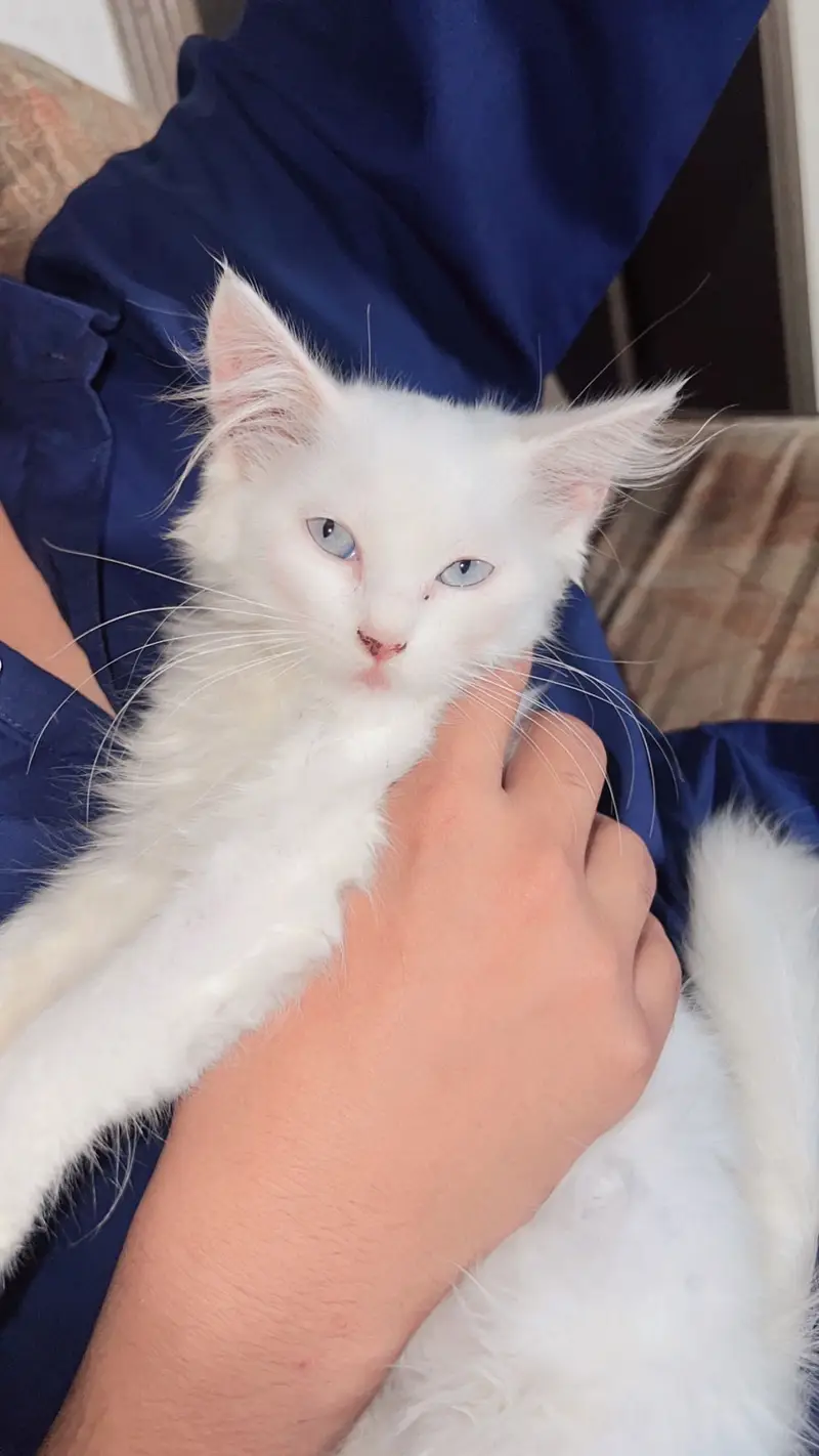 Persian Female kitten 2months — photo 6