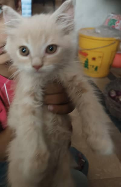 pure persian tripple cote light brown color