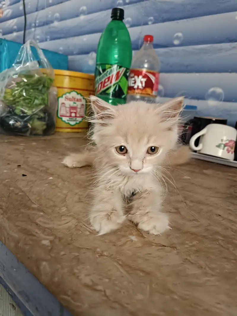 pure persian tripple cote cat light brown color — photo 2
