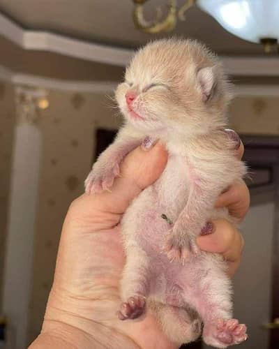 persian kitten