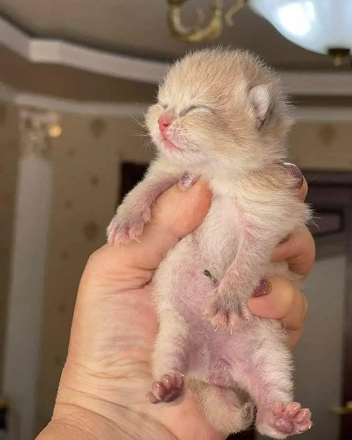 persian kitten — photo 2
