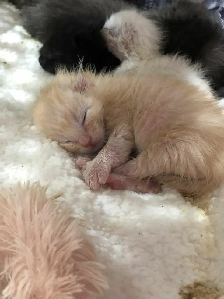persian kitten — photo 3