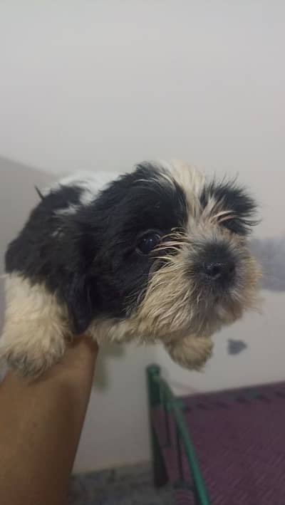 Shihtzu female, 2 months price negotiable exchange