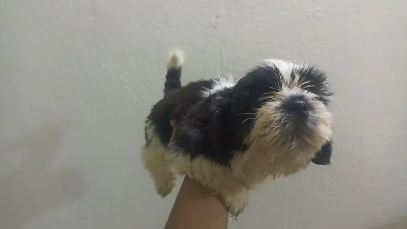 Shihtzu female, 2 months price negotiable exchange — photo 2