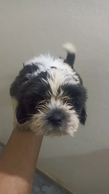Shihtzu female, 2 months price negotiable exchange — photo 3