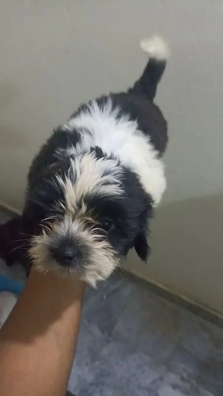 Shihtzu female, 2 months price negotiable exchange — photo 4