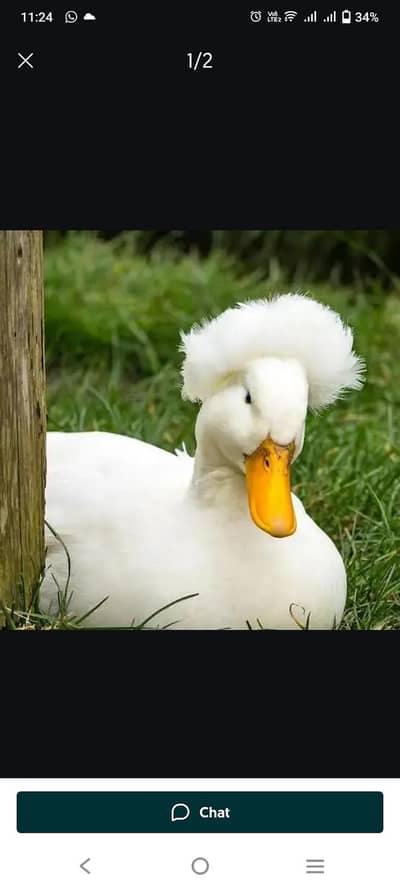 crusted duck