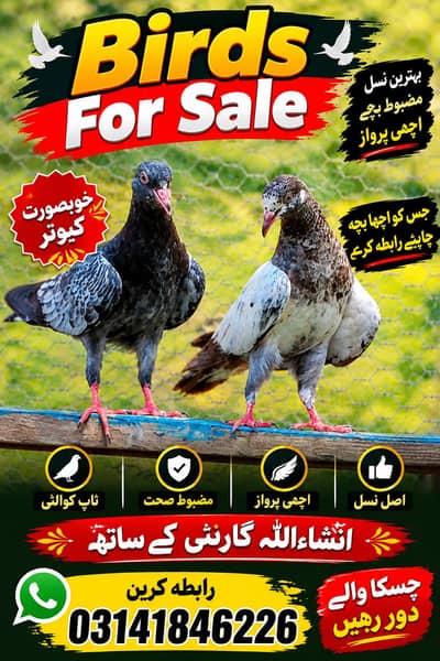garanti full