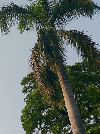 Realme Note 60x