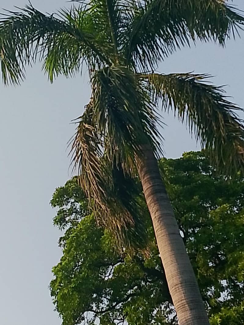 Realme Note 60x 0