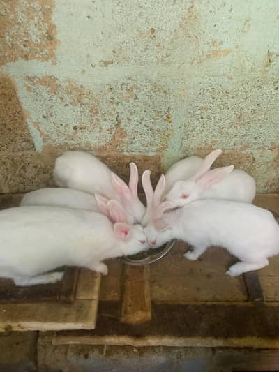 rabbit for sell