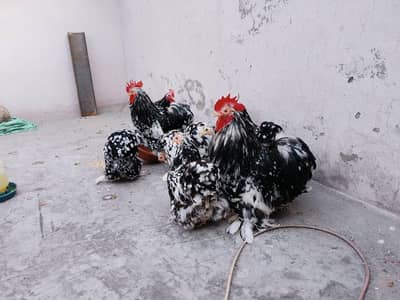 Motteld bantum fertile eggs