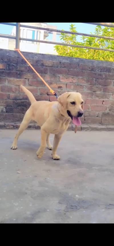 british labrador top quality female   for sale