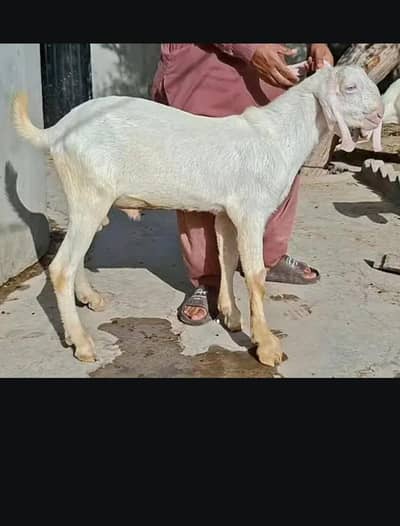 MashAllah bht piyara bakara for sale