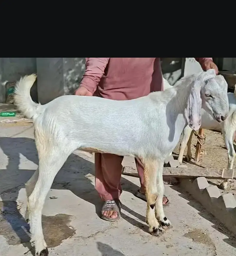 MashAllah bht piyara bakara for sale — photo 2