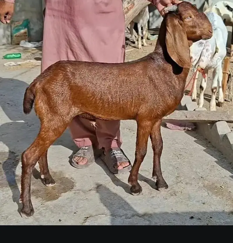 MashAllah bht piyara bakara for sale — photo 3