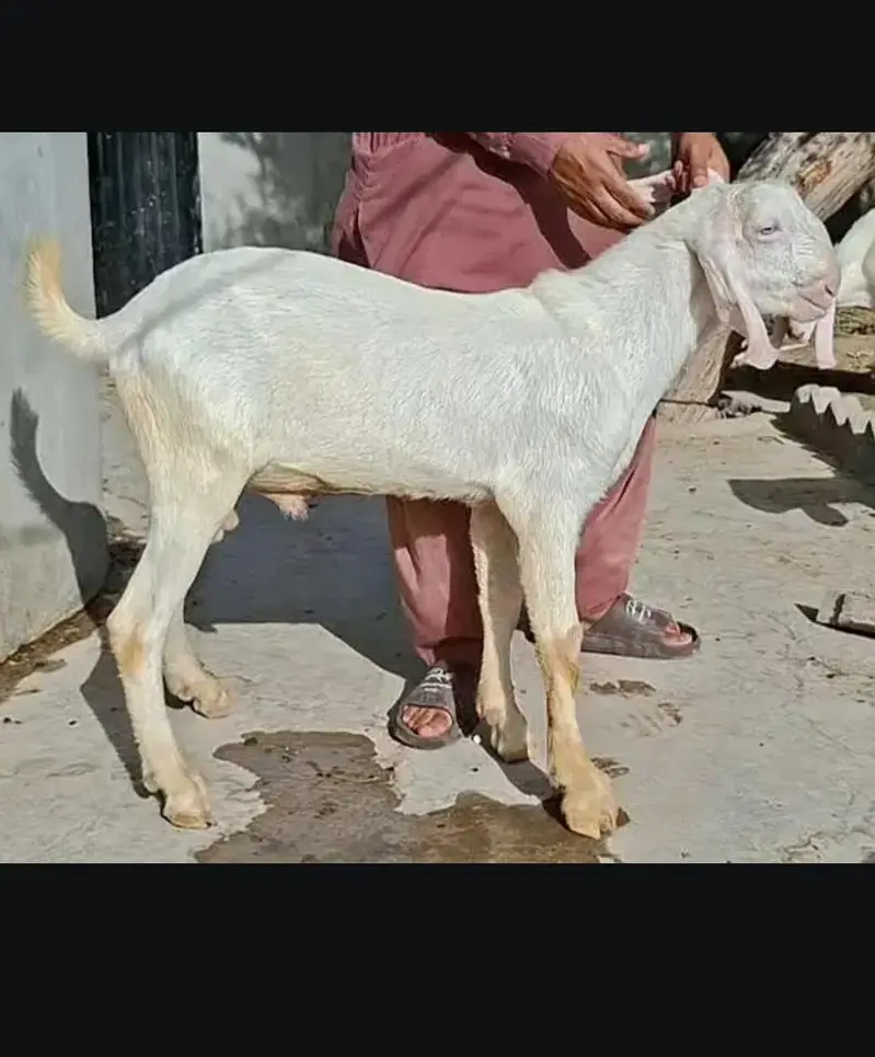MashAllah bht piyara bakara for sale — photo 4