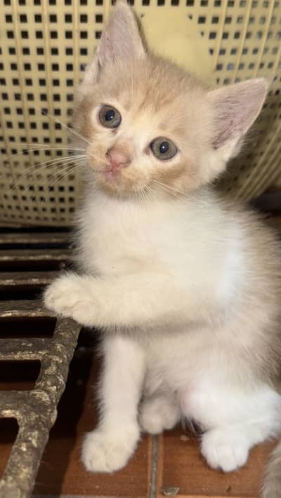 Persian kitten