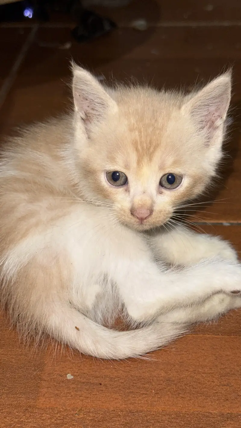 Persian kitten — photo 2