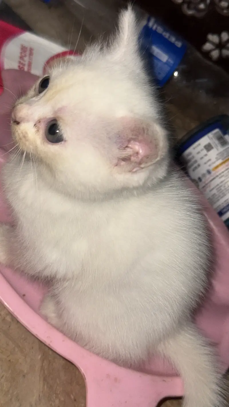 Persian kitten — photo 3