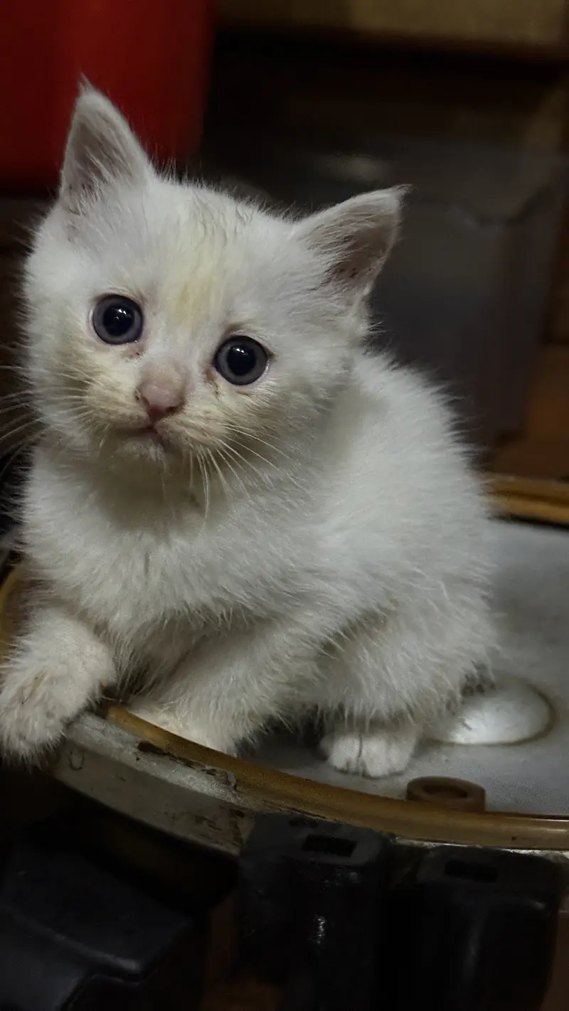 Persian kitten — photo 4