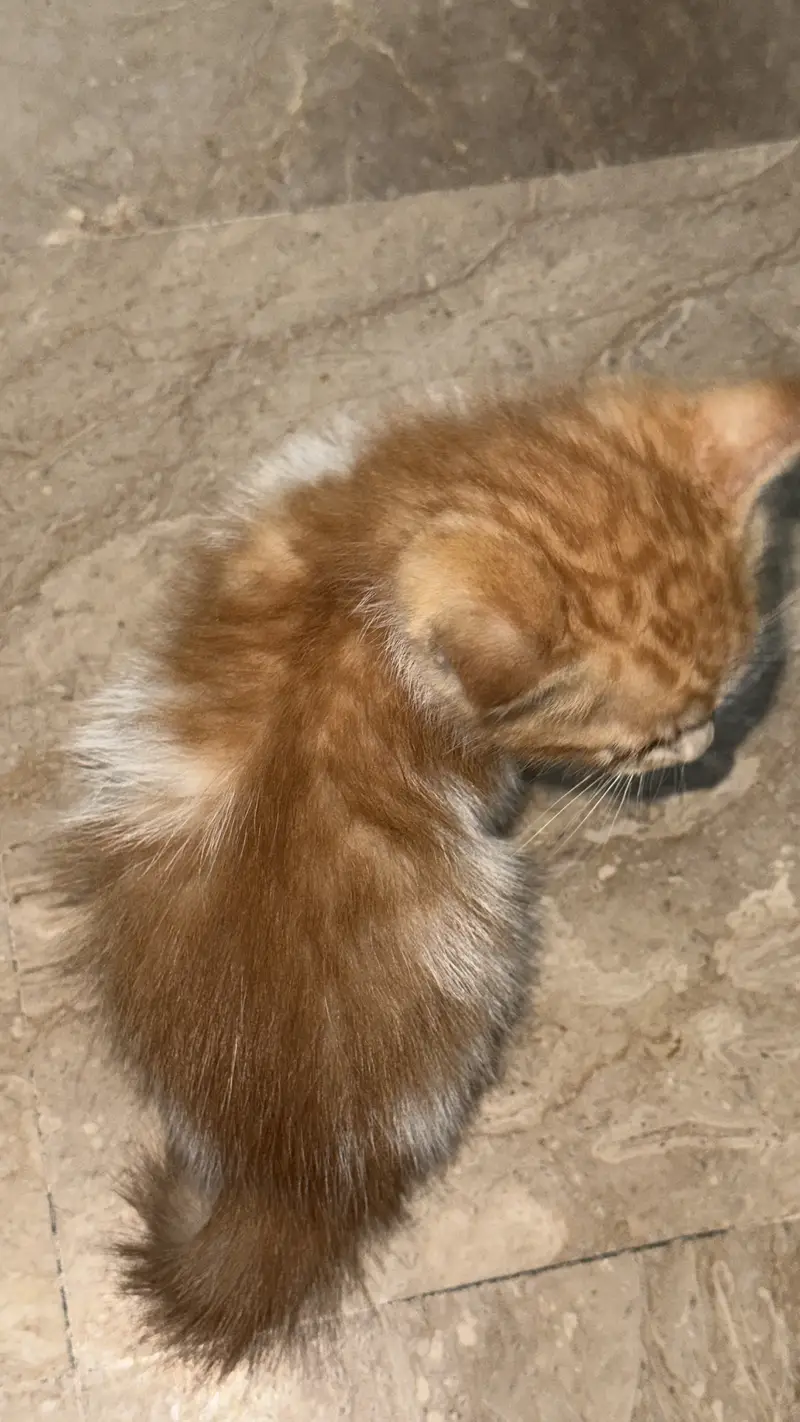 Persian kitten — photo 5
